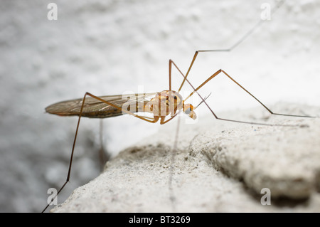 Vicino la foto di un Daddy Long legs (Gru fly) Foto Stock