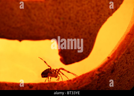 Giardino spider Araneus diadematus singolo adulto all'interno di zucca di Halloween REGNO UNITO Foto Stock