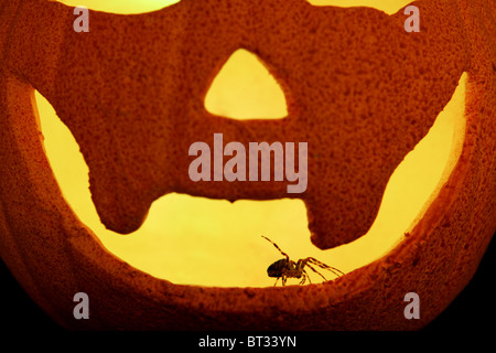 Giardino spider Araneus diadematus singolo adulto all'interno di zucca di Halloween REGNO UNITO Foto Stock