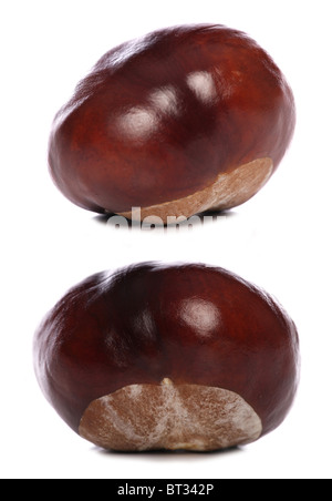 Ippocastano conkers isolato di esclusione di studio Foto Stock