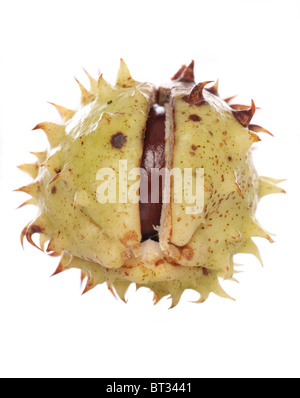 Ippocastano conkers isolato di esclusione di studio Foto Stock