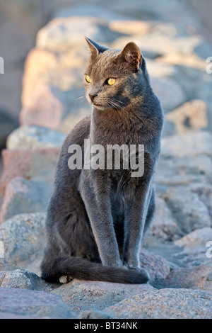 Cat a Dahab, Egitto. Foto Stock