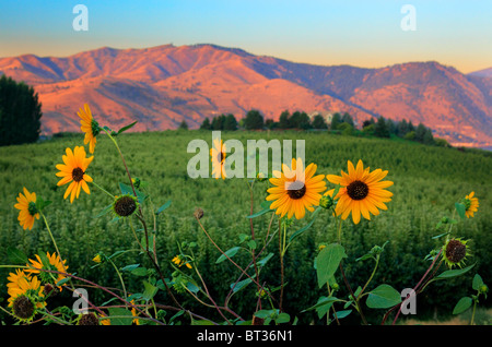 Girasoli vicino al lago Chelan in stato di Washington orientale Foto Stock