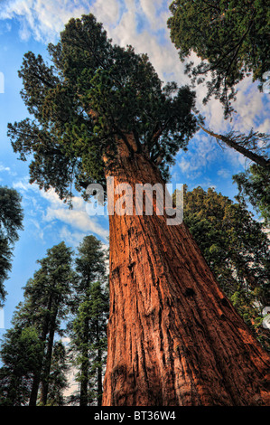 Sequoie giganti, o California Redwoods, in Sequoia e King Canyon National Park Foto Stock
