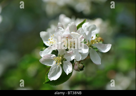 Crab Apple tree - Unione mela selvatica tree (Malus sylvestris) in fiore a molla Foto Stock