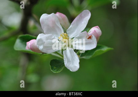 Crab Apple tree - Unione mela selvatica tree (Malus sylvestris) in fiore a molla Foto Stock