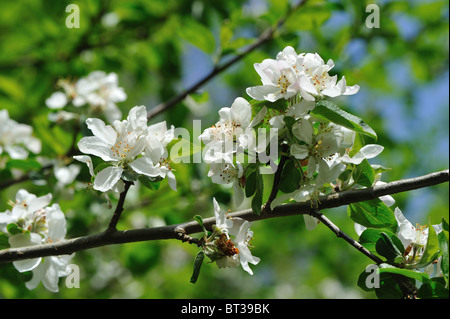 Crab Apple tree - Unione mela selvatica tree (Malus sylvestris) in fiore a molla Foto Stock