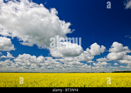 Il paesaggio agricolo di colza o olio di colza campo di fattoria in Manitoba, Canada Foto Stock