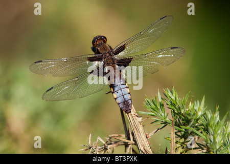 Ampio maschio corposo Chaser Libellula depressa Foto Stock