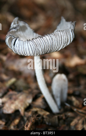Hare's-piede Inkcap Coprinus lagopus prese a camere agriturismo legno, Lincolnshire, Regno Unito Foto Stock