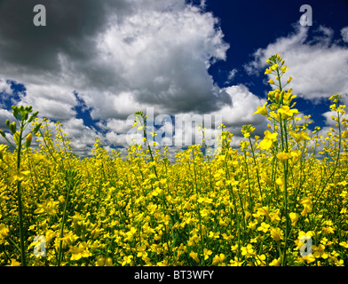 Il paesaggio agricolo di colza o olio di colza campo di fattoria in Manitoba, Canada Foto Stock