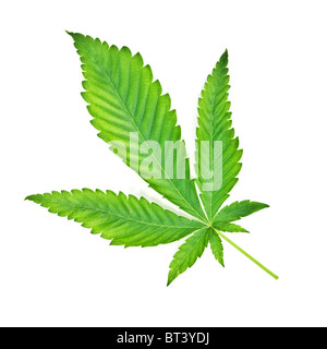 Foglia di marijuana isolato su bianco Foto Stock