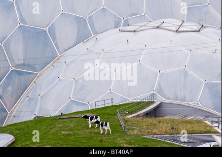 Le mucche modello pascolano su un tetto d'erba sotto le enormi biomes all'Eden Project, Cornovaglia, Regno Unito Foto Stock