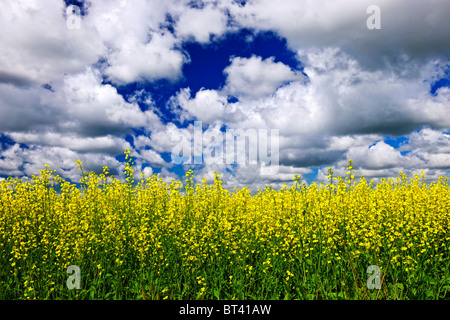 Il paesaggio agricolo di colza o olio di colza campo di fattoria in Manitoba, Canada Foto Stock