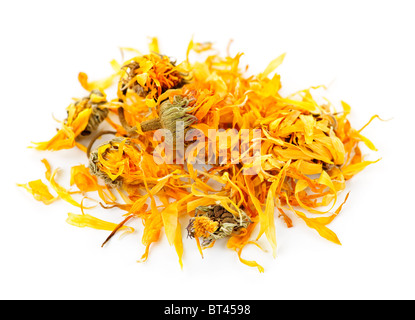 Calendula o fiorrancio erbe officinali su sfondo bianco Foto Stock