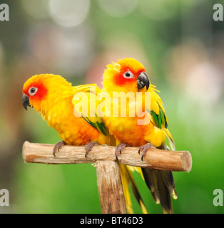 Paio di coloratissimi pappagalli seduti su un asta Foto Stock