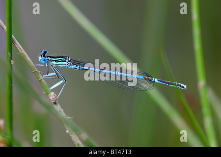 Maschio bianco zampe Damselfly Platycnemis pennipes Foto Stock