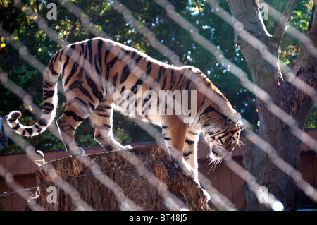 In cattività o di Amur tigre siberiana dietro il recinto. Foto Stock