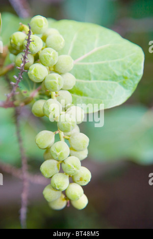 Coccoloba uvifera del seqa uva. Un bel mucchio di frutto acerbo che mostra la foglia arrotondata Foto Stock