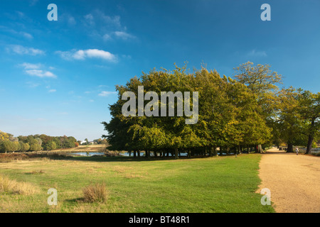 La causeway e autunno faggi tra stagni di penna nel Parco di Richmond, Surrey, Regno Unito Foto Stock