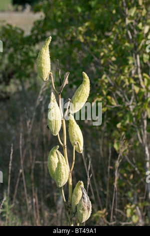 Comune di maturazione Milkweed Seed Pods Asclepias syriaca USA orientale Settembre Foto Stock