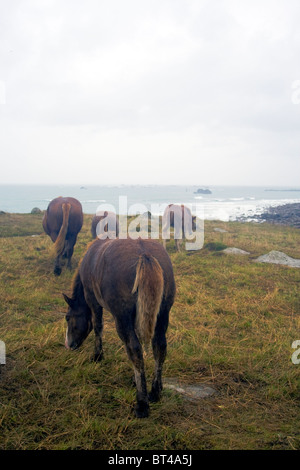 Cavalli al pascolo ai Landunvez Portsall Bretagna Francia Foto Stock