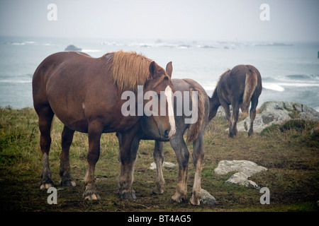 Cavalli al pascolo ai Landunvez Portsall Bretagna Francia Foto Stock