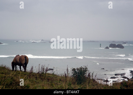 Cavallo al pascolo ai Landunvez Portsall Bretagna Francia Foto Stock