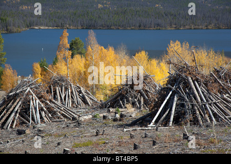 Alberi di pino abbattuto dopo che essi sono stati uccisi in Mountain Pine Beetle Foto Stock