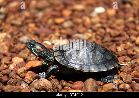 Red eared slider Foto Stock