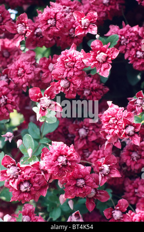 Primo piano di una rosa clematide doppia Foto Stock