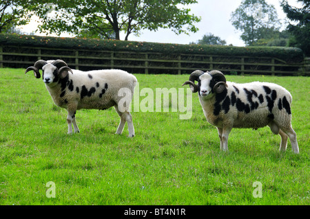 Giacobbe rams nel campo in prossimità del gancio di Norton, Oxfordshire Foto Stock