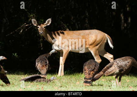 La femmina del cervo Whitetail e il tacchino selvatico che si nutrono insieme Foto Stock