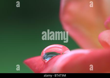 Macro shot di goccioline di acqua sul petalo di rosa con molto leggera profondità di campo Foto Stock