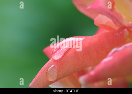 Macro shot di goccioline di acqua sul petalo di rosa con molto leggera profondità di campo Foto Stock