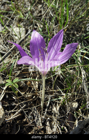 Fioritura autunnale Crocus vicino a Parga, Epiro, Grecia Foto Stock