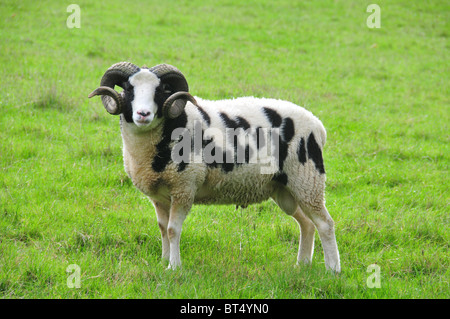 Giacobbe ram nel campo in prossimità del gancio di Norton, Oxfordshire Foto Stock