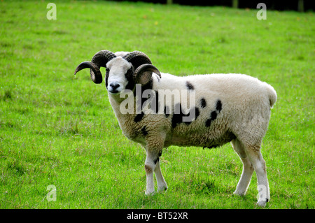 Giacobbe ram nel campo in prossimità del gancio di Norton, Oxfordshire Foto Stock