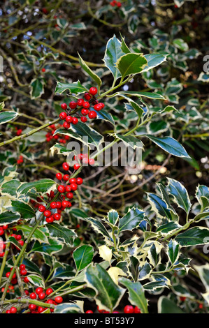 Rosso brillante autunno bacche su holly bush exbury gardens Inghilterra Regno Unito Foto Stock