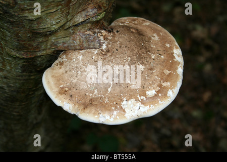 Birch Polypore funghi Piptoporus betulinus prese a camere agriturismo legno, Lincolnshire, Regno Unito Foto Stock