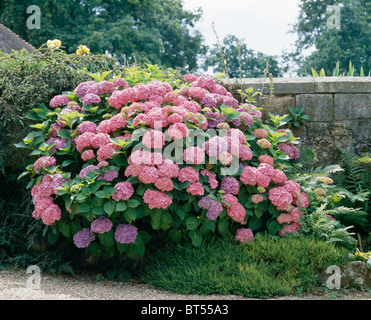 Primo piano di una rosa mop-testa hydrangea nel paese di confine del giardino Foto Stock