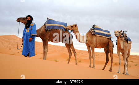 Tribesman Berber attende con tre cammelli nelle dune nel deserto del Sahara Foto Stock