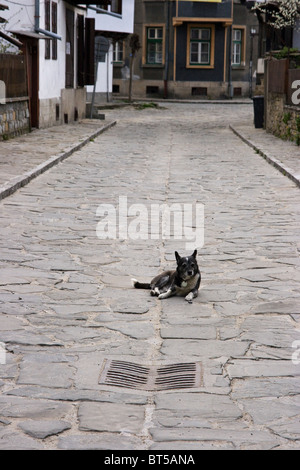 Tryavna, una piccola città conosciuta come un esempio di vecchia architettura bulgara, un cane libero si trova nel centro della strada, benessere, Balcani, Bulgaria Foto Stock