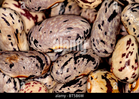 Fagioli borlotti essiccati in primo piano Foto Stock