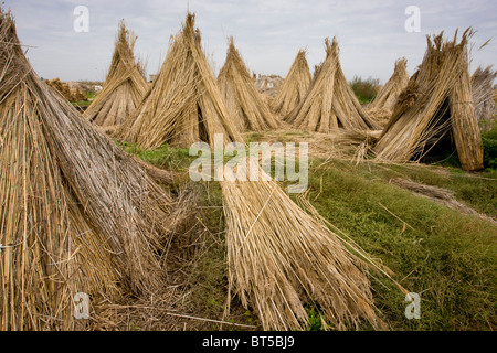 Reed-taglierine cantiere sulla pianura orientale della Ungheria, Hortobagy National Park, Est Ungheria Foto Stock