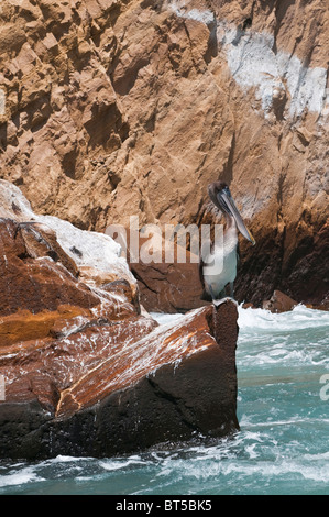 Isole Galapagos, Ecuador. Brown pelican, Vincente Roca punto su Isla Isabela (isabela Island). Foto Stock