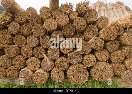 Reed-taglierine cantiere sulla pianura orientale della Ungheria, Hortobagy National Park, Est Ungheria Foto Stock