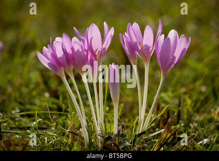 Il croco d'autunno o prato zafferano, Colchicum autumnale in fiore, settembre, nei vecchi pascoli. Foto Stock