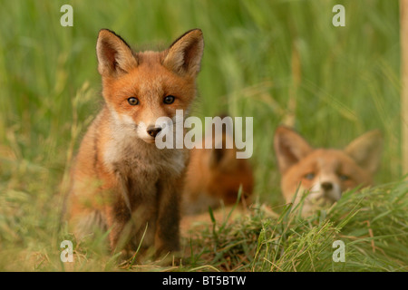 Tre giovani selvatici Red Fox cuccioli (Vulpes vulpes vulpes). Europa Foto Stock