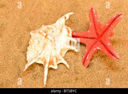 Conchiglie di mare sulla sabbia Foto Stock